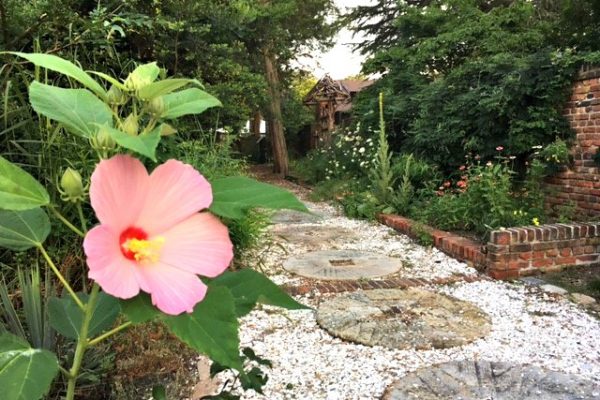 hibiscus in the allee